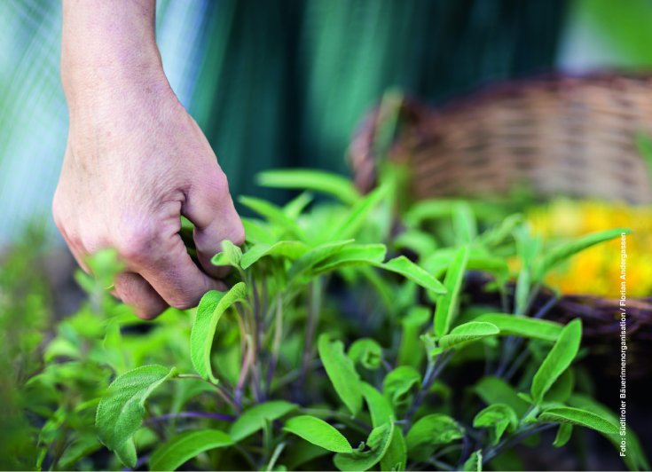 Bäuerinnen zeigen wie’s geht! Bewährtes und neues Wissen rund um den Kräutergarten.