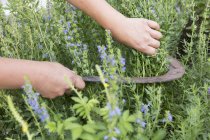 Kurs: Kräuterpesto machen im Ahrntal