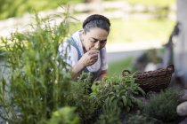 Veranstaltung: Gartenkräuter, Infos und Beratung