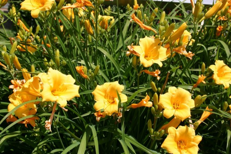 Taglilie (Hemerocallis)