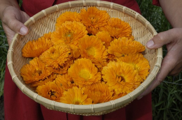 Ringelblume (Calendula officinalis)