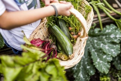 Zucchini-Freunde aufgepasst!