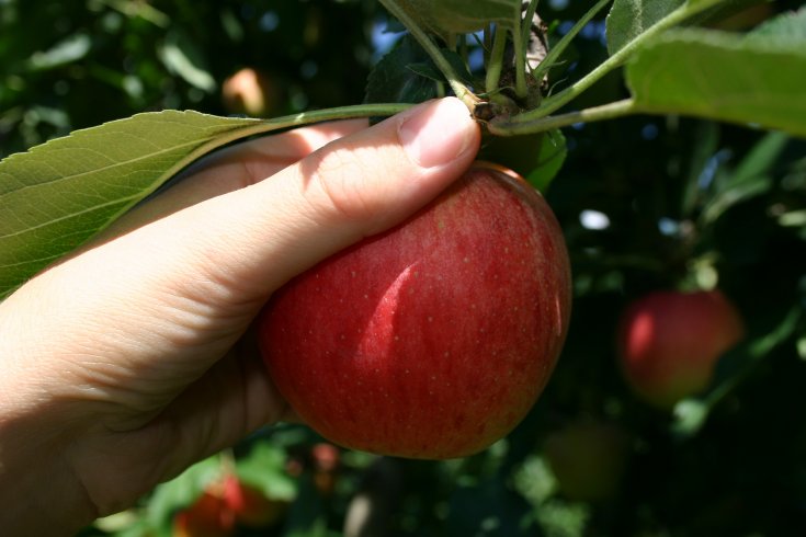 Apfel-Lauch-Suppe