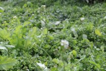 Erlebnis: Wildkräuter und Spargel im Bauerngarten